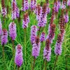 Liatris spicata Kobold