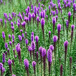 Liatris spicata Kobold