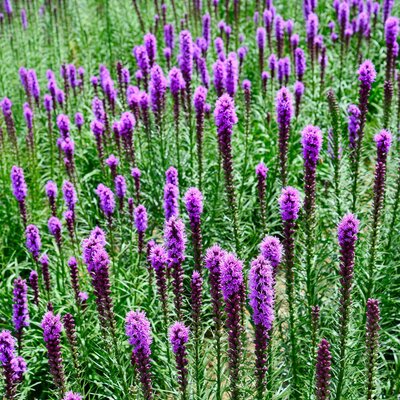 Liatris spicata Kobold