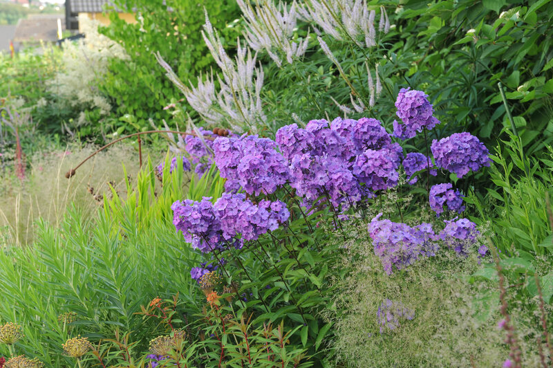 Phlox Paniculata - Hybriden Blue Paradise
