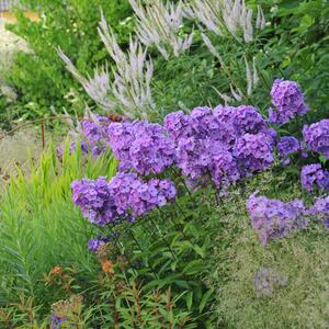 Phlox Paniculata - Hybriden Blue Paradise