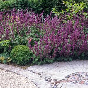 Salvia verticillata Purple Rain