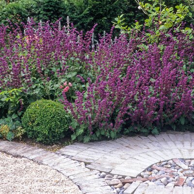 Salvia verticillata Purple Rain