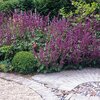 Salvia verticillata Purple Rain