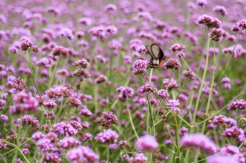 Verbena bonariensis Lollipop