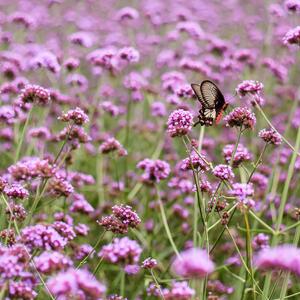 Verbena bonariensis Lollipop