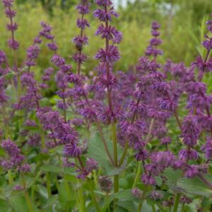 Salvia verticillata Purple Rain