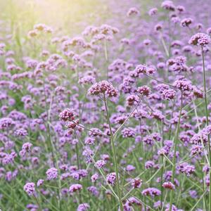 Verbena bonariensis Lollipop