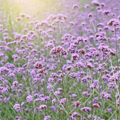 Verbena bonariensis Lollipop