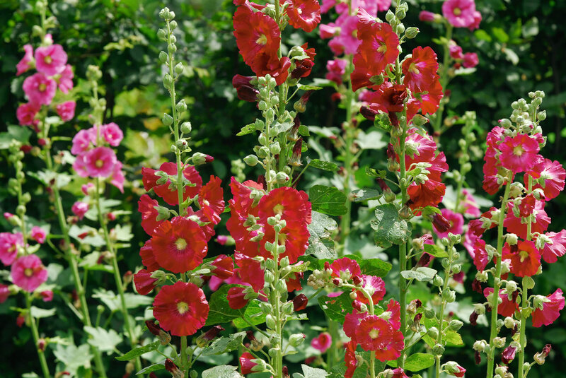 Alcea Rosea - Hyb. Spotlight Mars Magic