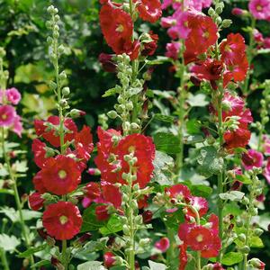 Alcea Rosea - Hyb. Spotlight Mars Magic
