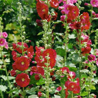 Alcea Rosea - Hyb. Spotlight Mars Magic