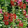 Alcea Rosea - Hyb. Spotlight Mars Magic