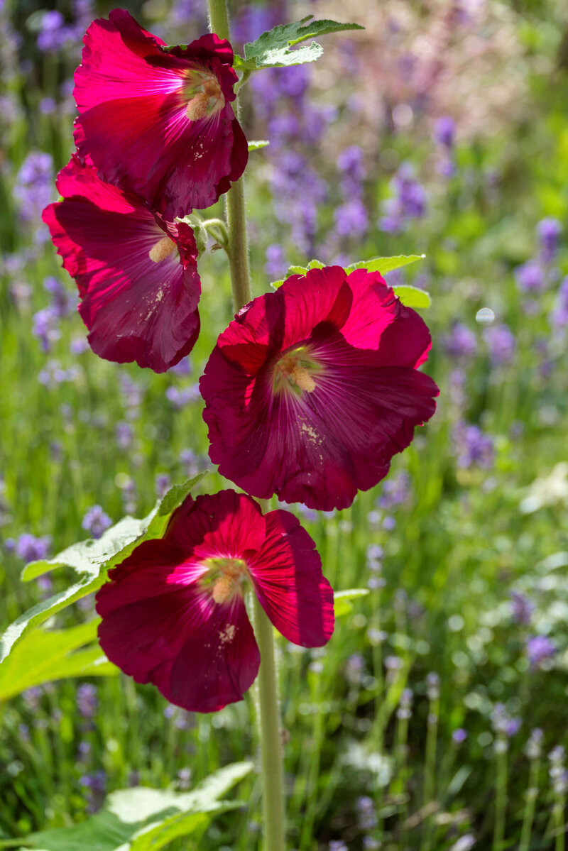 Alcea Rosea - Hyb. Spotlight Mars Magic