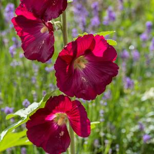 Alcea Rosea - Hyb. Spotlight Mars Magic