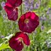 Alcea Rosea - Hyb. Spotlight Mars Magic