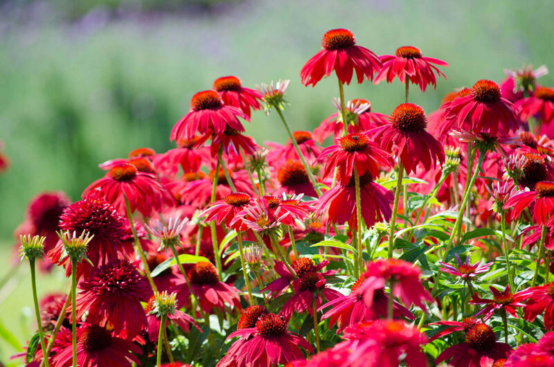 Echinacea purpurea Tomato Soup