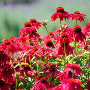 Echinacea purpurea Tomato Soup