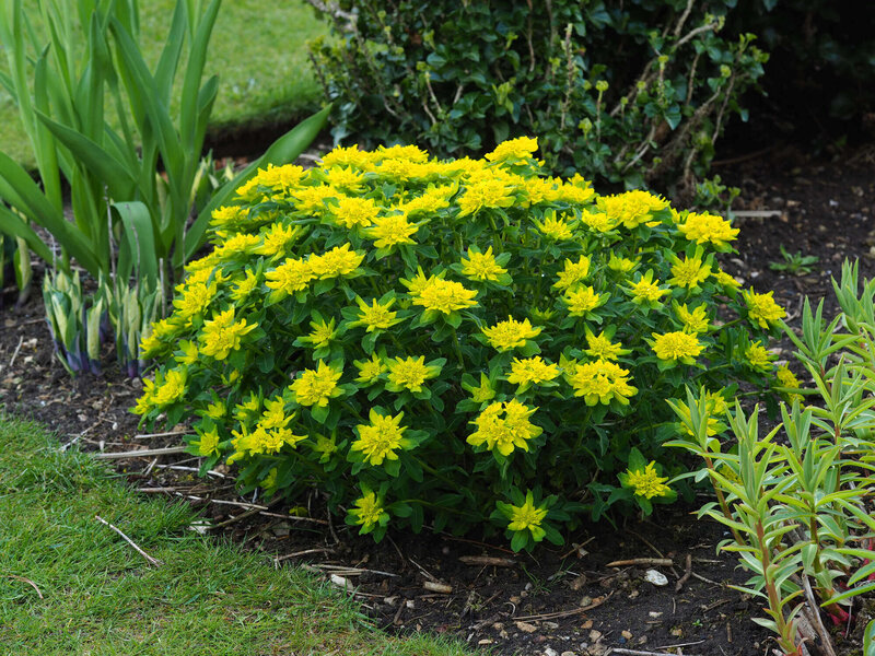 Euphorbia polychroma