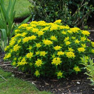 Euphorbia polychroma