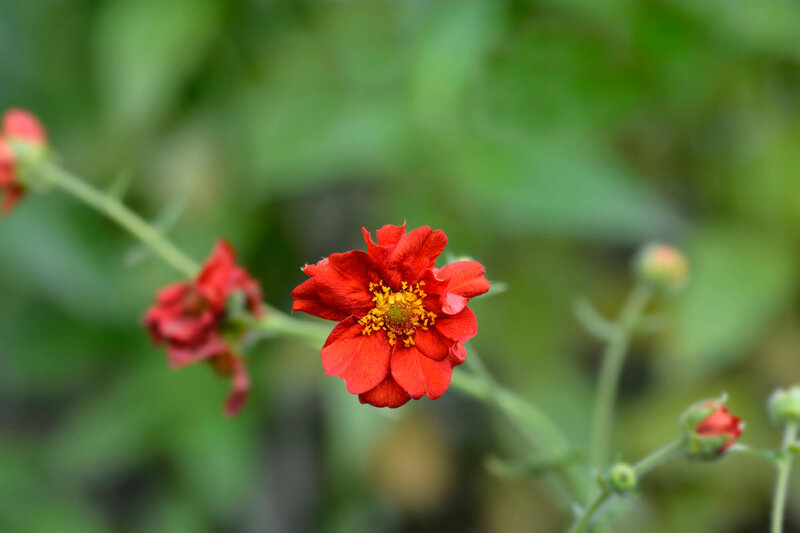 Geum chiloense Tempest Scarlet