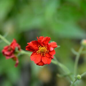 Geum chiloense Tempest Scarlet