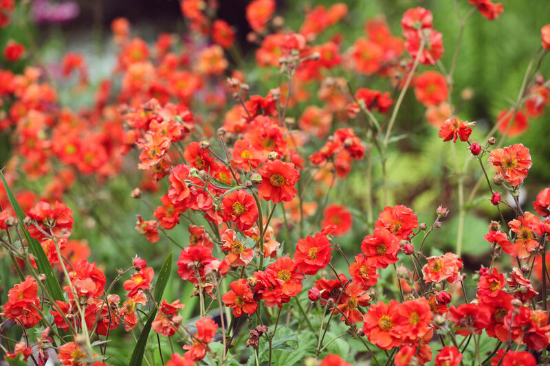Geum chiloense Tempest Scarlet