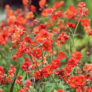 Geum chiloense Tempest Scarlet