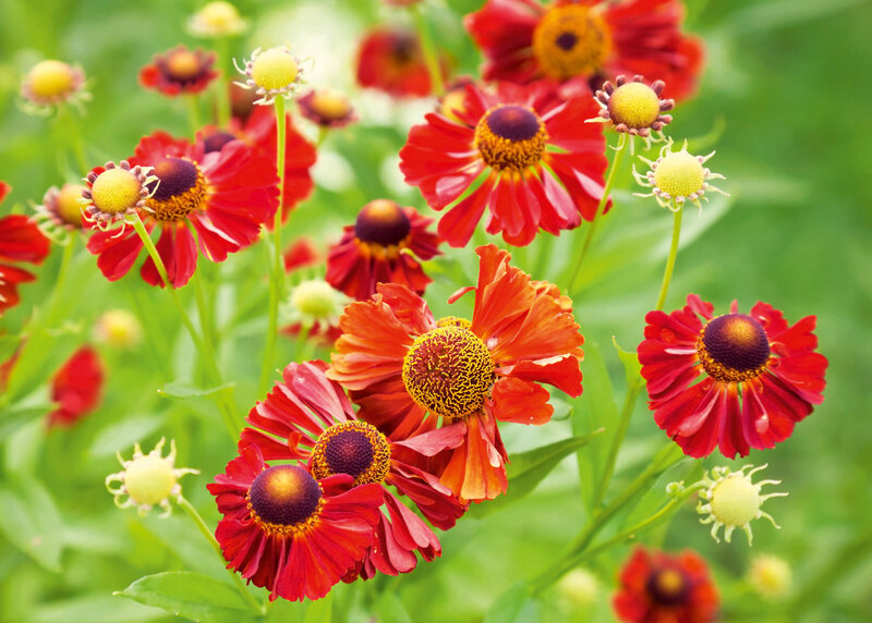 Helenium x cultorum Salsa