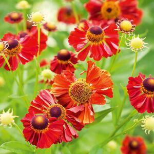 Helenium x cultorum Salsa