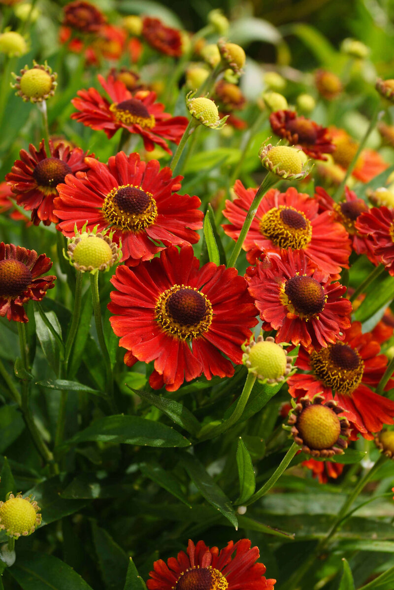 Helenium x cultorum Salsa