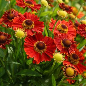 Helenium x cultorum Salsa