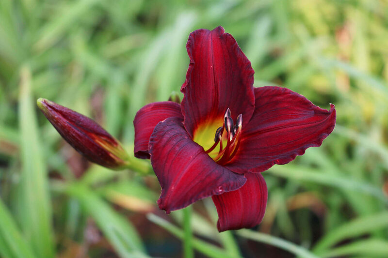 Hemerocallis - Hybriden Ruby Stella