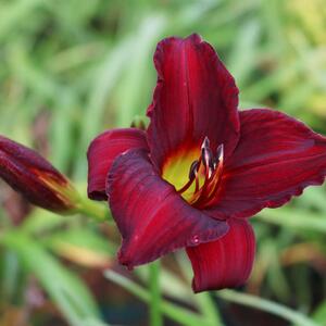 Hemerocallis - Hybriden Ruby Stella