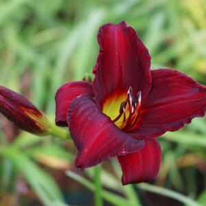 Hemerocallis - Hybriden Ruby Stella