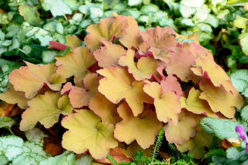 Heuchera x villosa Caramel