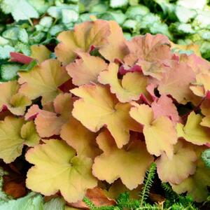 Heuchera x villosa Caramel