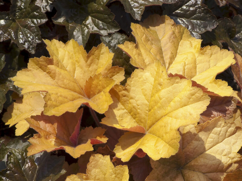Heuchera x villosa Caramel