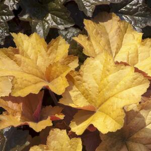 Heuchera x villosa Caramel