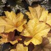 Heuchera x villosa Caramel