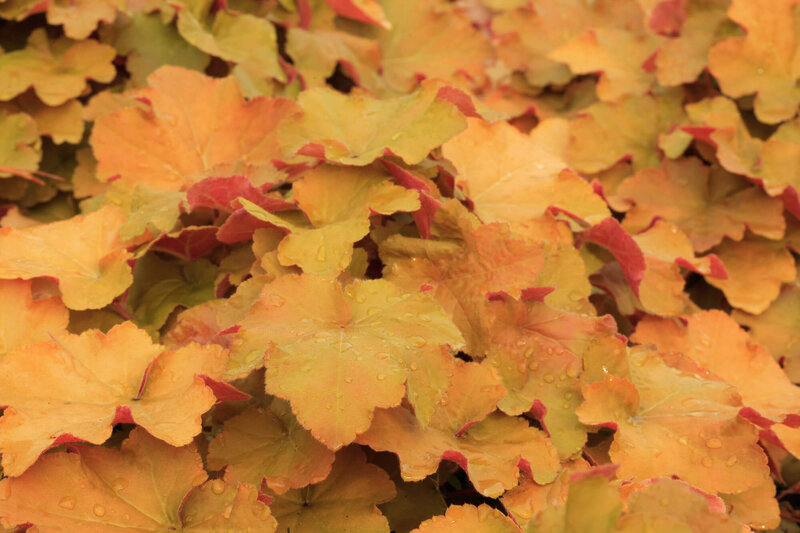 Heuchera x villosa Caramel