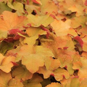 Heuchera x villosa Caramel