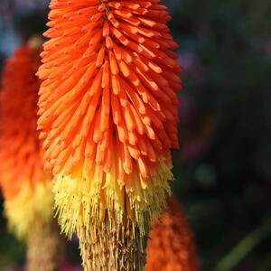 Kniphofia uvaria Flamenco