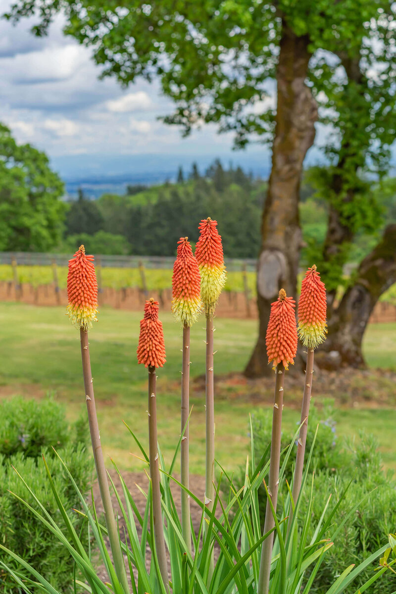 Kniphofia uvaria Flamenco