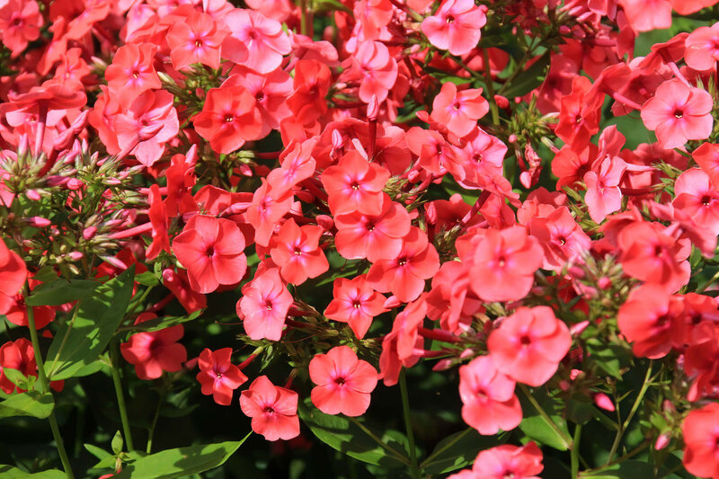 Phlox Paniculata - Hybriden Orange