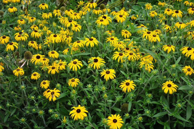Rudbeckia fulgida American Gold Rush