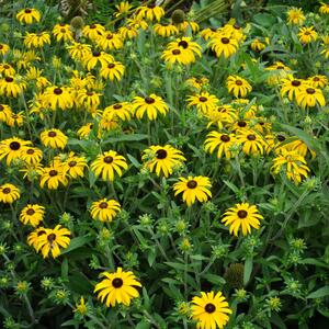 Rudbeckia fulgida American Gold Rush