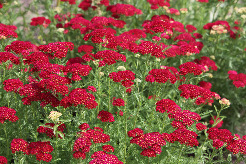 Achillea Millefolium - Hybriden