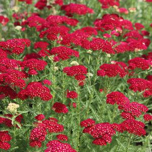 Achillea Millefolium - Hybriden