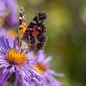 Aster Dumosus - Hybriden Lady in Blue